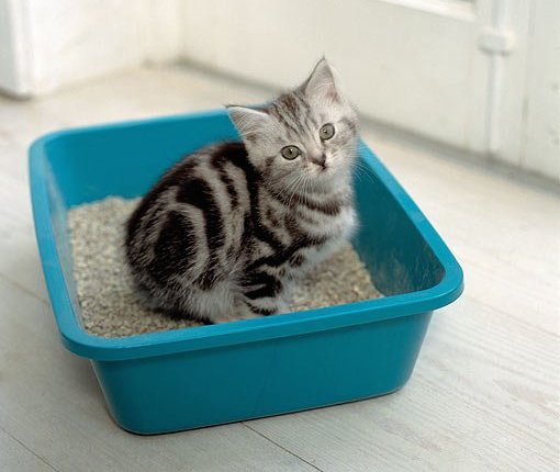 gato-caixa-de-areia